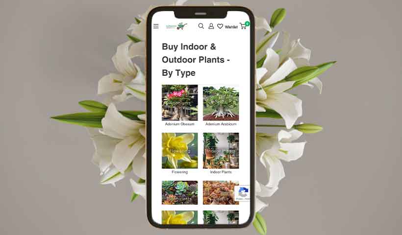 सजावटी पौधों की ऑनलाइन वेबसाइट जहाँ से खरीद सकते हैं मनपसन्द पौधे 